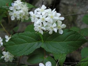 光萼溲疏(原變種) 光萼溲疏(原變種)