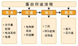 Western Blot Western Blot