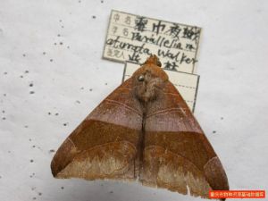 霉巾夜蛾 霉巾夜蛾