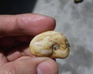 滴水穿石[貴陽第一中學自行編寫的教輔資料]