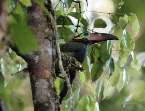 蓋亞那小巨嘴鳥 