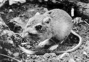 德克薩斯州袋鼠鼠