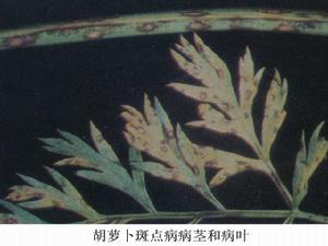 胡蘿蔔斑點病 胡蘿蔔斑點病