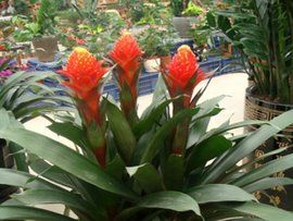 紅星鳳梨 紅星鳳梨