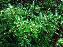 冬青衛矛 冬青衛矛