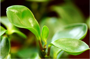 大卵葉虎刺 大卵葉虎刺