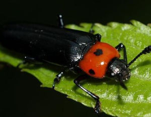 叩頭蟲科 叩頭蟲科