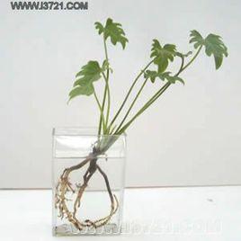 霍格蘭德配方 霍格蘭德配方