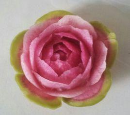 蘿蔔月季花 蘿蔔月季花