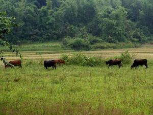 納井村-黃牛養殖