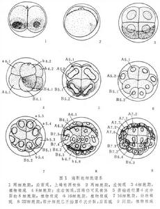 細胞譜系 細胞譜系