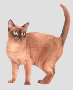 緬甸貓