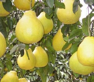 福鼎四季柚 福鼎四季柚