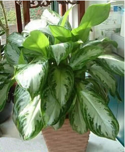 黛粉葉屬 黛粉葉屬