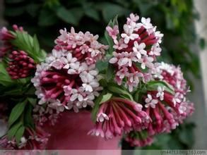 白脈瑞香 白脈瑞香