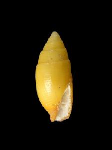 望遠鏡筆螺 望遠鏡筆螺