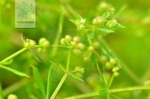 原拉拉藤組 原拉拉藤組