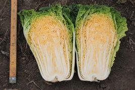 紅心大白菜 紅心大白菜