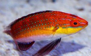 長鰭鸚鵡 長鰭鸚鵡