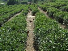 十堰市白馬山茶場