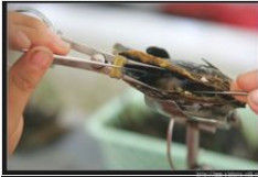 對珍珠貝進行查核手術