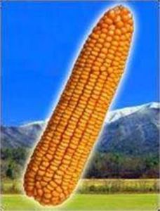 丹科2123 丹科2123