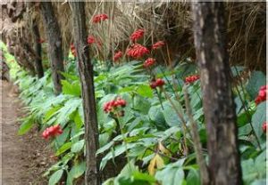 小花大參 小花大參