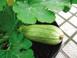 花皮西葫蘆 花皮西葫蘆