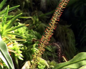 盾籽穗葉藤 盾籽穗葉藤