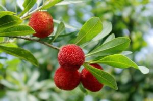 硬桿地楊梅 硬桿地楊梅