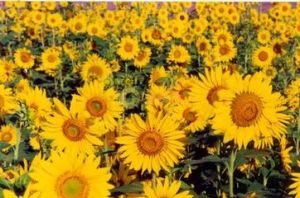 先瑞1號 先瑞1號