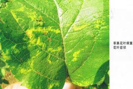 蘋果花葉病 蘋果花葉病