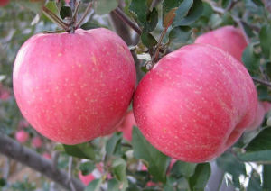 洛川蘋果
