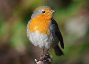 歐亞鴝非洲西北亞種 歐亞鴝非洲西北亞種