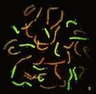 原位雜交技術 原位雜交技術