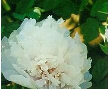 梨花春雪 梨花春雪