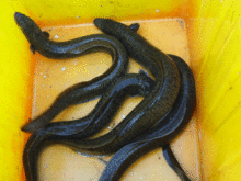 大鰭蟲鰻 大鰭蟲鰻