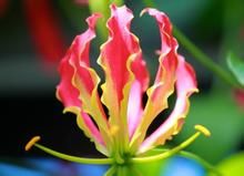 植物攝影 植物攝影