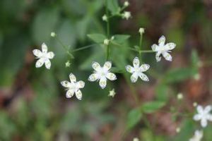浙江獐牙菜 浙江獐牙菜