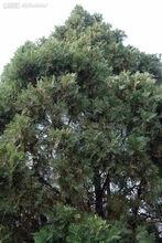 松柏目植物松柏