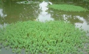 瘤果狐尾藻 瘤果狐尾藻