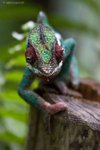 馬達加斯加豹紋變色龍