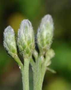 大坪風毛菊 大坪風毛菊