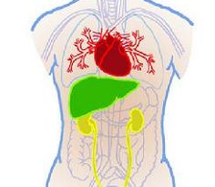 爆發性肝功能衰竭 爆發性肝功能衰竭