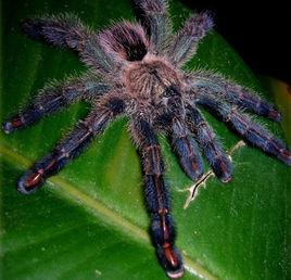 亞馬遜粉趾 亞馬遜粉趾