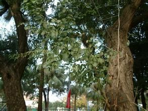 印度黃檀 印度黃檀