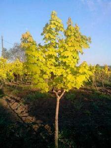 挪威槭黃金楓 挪威槭黃金楓