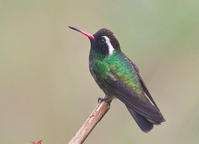 佩里輝尾蜂鳥 佩里輝尾蜂鳥