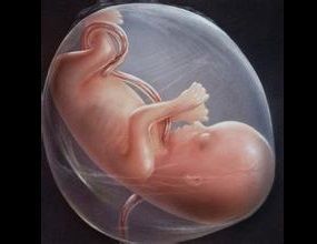 胎兒
