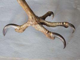 鷹爪[詞語概念]